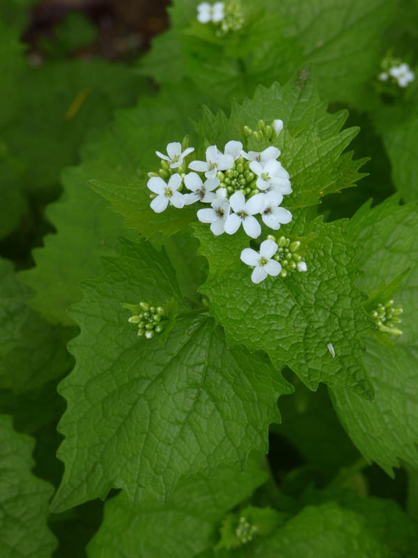 Alliaria petiolata